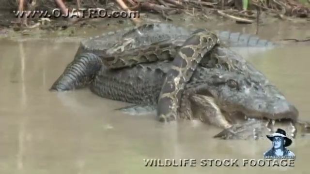 Python vs Alligator 13 - Real Fight - Python attacks Alligator смотреть онлайн