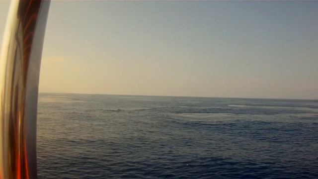 Whale Watching 1/29-Maui Wishes And Adventures