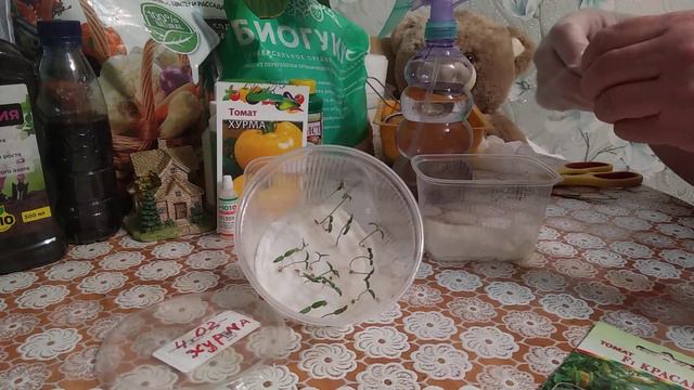 Как удачно посадить томаты на рассаду без земли!