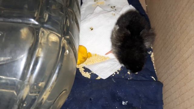 Нежданный парнишка- Джо))