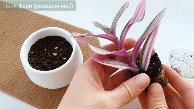 САМЫЙ ПРОСТОЙ СПОСОБ УКОРЕНИТЬ/ ОБЗОР редкого сорта Pink Furry Традесканция/ смотреть онлайн