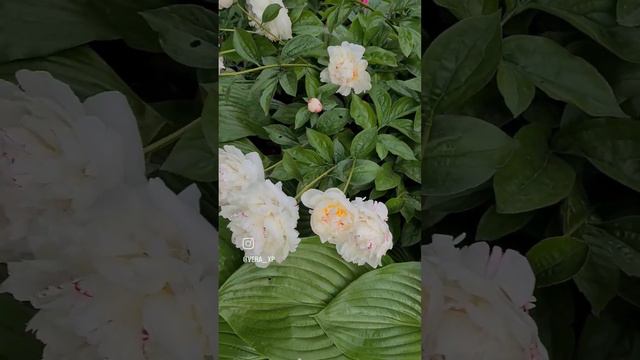 Цветение пионов. #garden #краснодар #flower #пионы #пион #сад #цветы смотреть онлайн