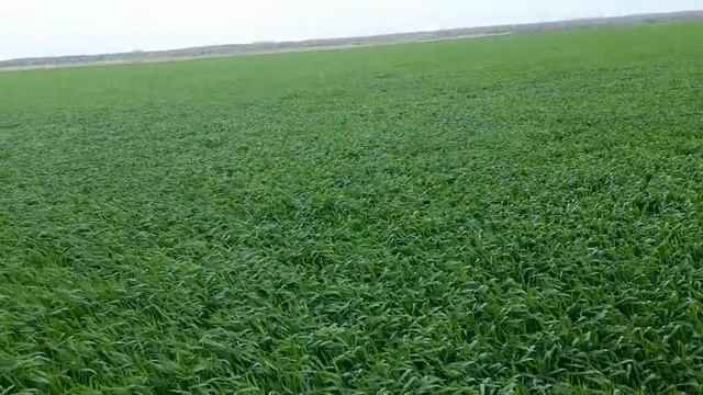 18.04.2023. Гербицид ная обработка. Озимой пшеницы. смотреть онлайн