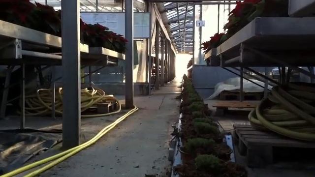 Empotage des Calluna vulgaris смотреть онлайн