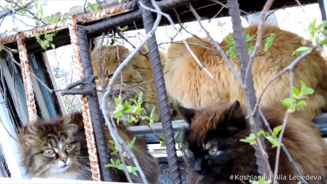 Siberian Farm cats, April 27, 2015, Сибирские Деревенские кошки, Rych, Nochka 1 ЧАСТЬ смотреть онлайн