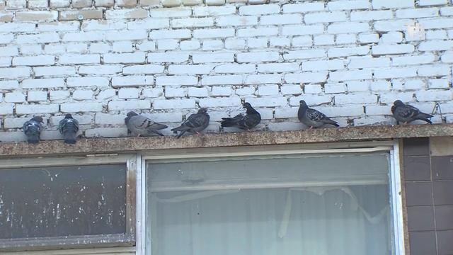 Осторожно! Голуби! смотреть онлайн