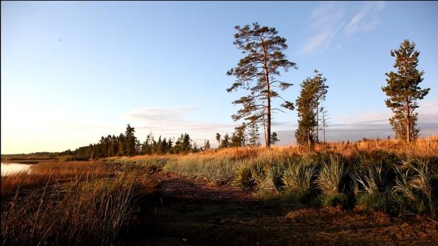 Южный берег Финского залива смотреть онлайн
