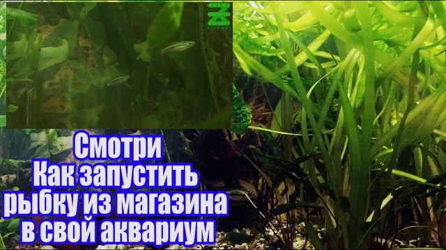 Скалярия обыкновенная (Pterophyllum scalare), Расбора краснохвостая (Rasbora borapetensis) смотреть онлайн