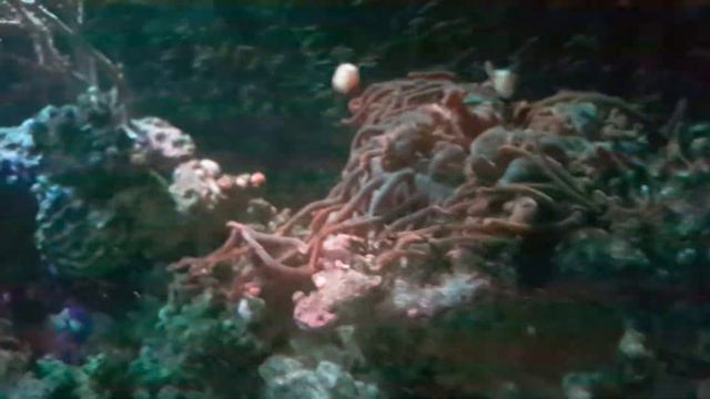 АРМИЯ ЧИСТИЛЬЩИКОВ РИФА смотреть онлайн