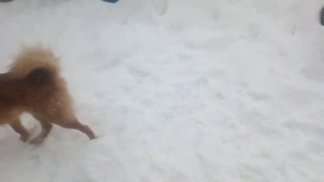 Карело-финская лайка - это некрупная шпицеобразная собака с лисьей мордочкой. смотреть онлайн