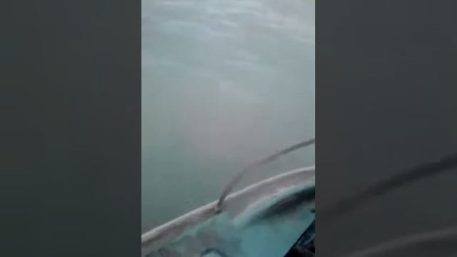 Большая рыба сом за 30 секунд смотреть онлайн