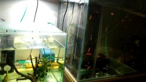 Номерные сомы и условия для разведения