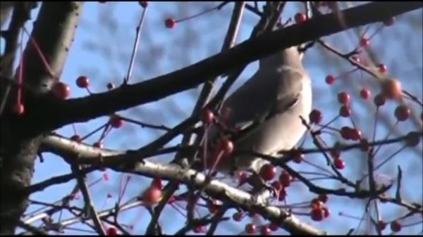 Свиристель и интересные факты о нём
