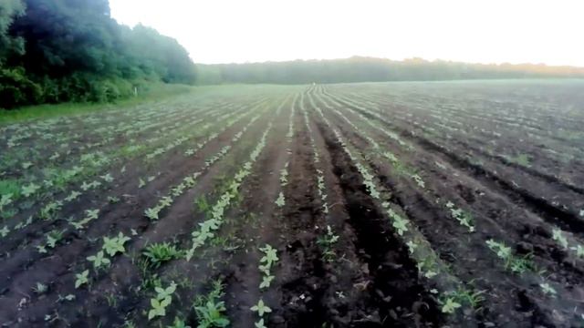 Прополка подсолнечника смотреть онлайн