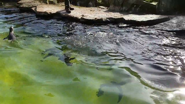 Кормёжка пингвинов в Берлинском зоопарке смотреть онлайн