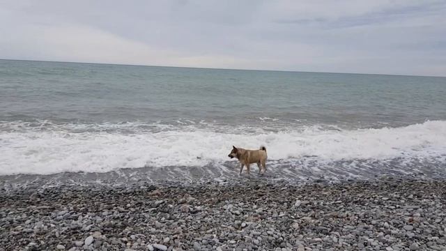 Звезда Ютуба - ШАРИК! История появления Шарика в Лазаревском. Жизнь верного пса у моря.18 марта 202 смотреть онлайн
