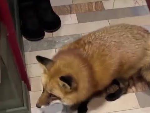 Ли Сяо / Alice the Fox Лиса Алиса (Лиса забежала в дом и увидела зеркало) смотреть онлайн