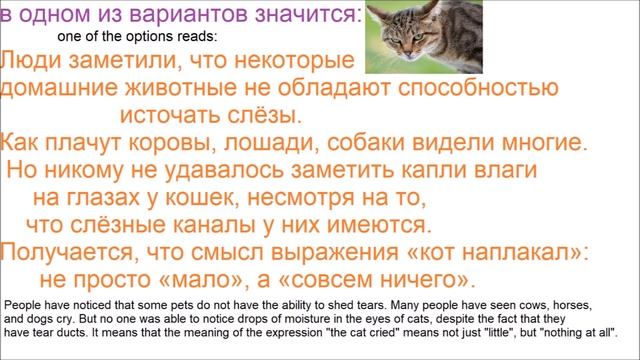 № 650 Учим русский: КОТ НАПЛАКАЛ / популярные русские выражения смотреть онлайн