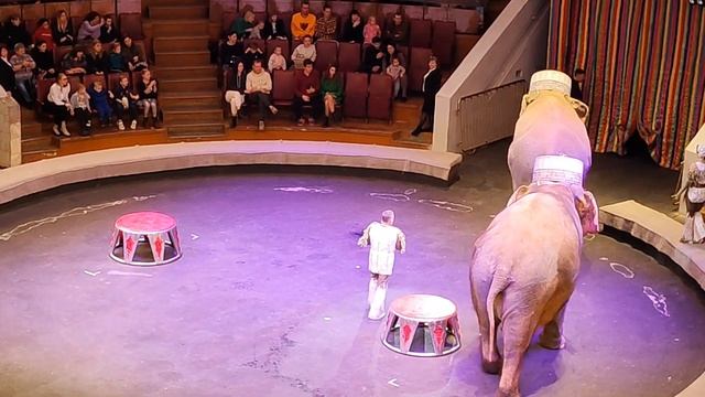 Итальянский цирк в Воронеже