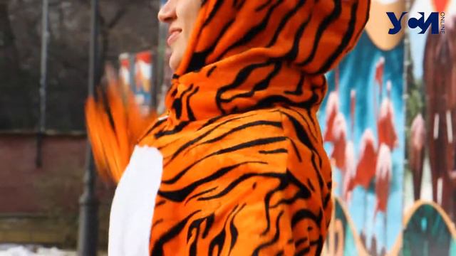 Во время встречи Китайского нового года в одесском зоопарке тигрица «съела» свинью смотреть онлайн
