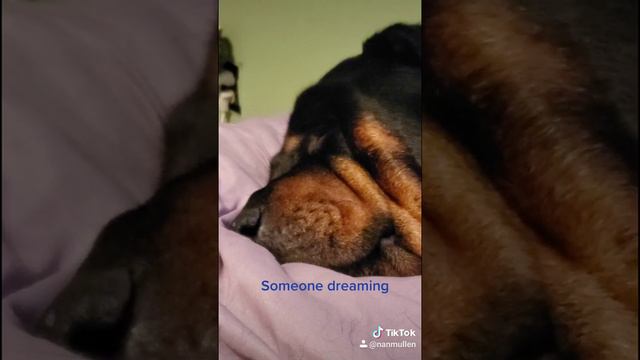 Rottie Dreaming while sleeping 😴. смотреть онлайн