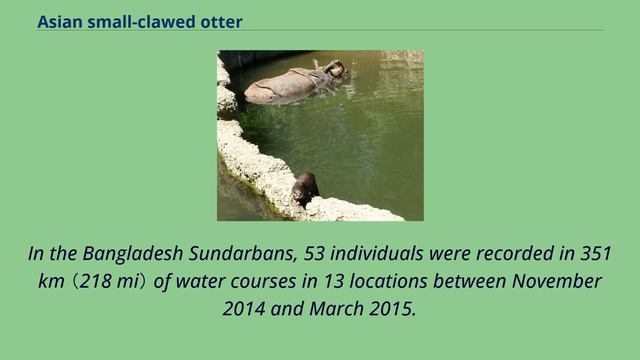 Asian small-clawed otter смотреть онлайн