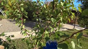 Формируем ОБРЕЗКОЙ чашу МОЛОДОМУ АБРИКОСУ