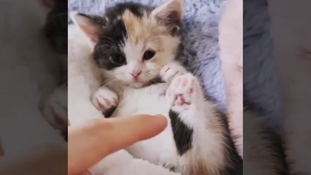 video_24@07-02-2021_12-18-46.mp4 смотреть онлайн