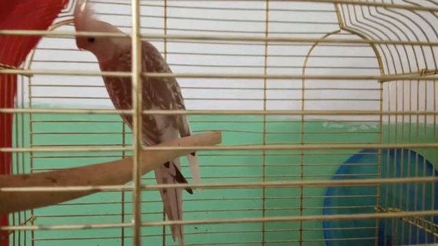 Корелла безщекая. смотреть онлайн