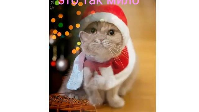 Милые новогодние котики смотреть онлайн