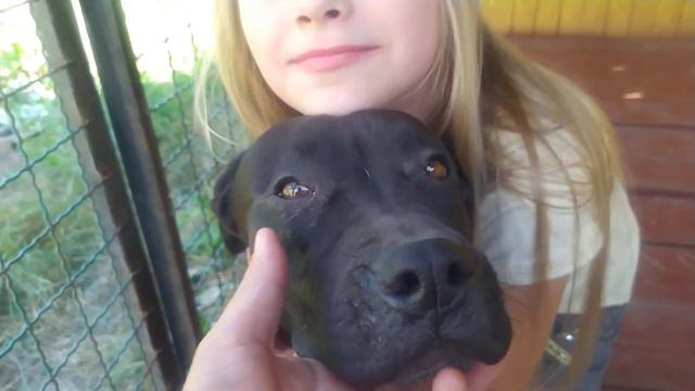 Питбуль в Вольере | Бойцовские собаки | Девочка | Стафф смотреть онлайн