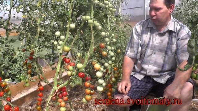 Проверенный сорт томатов: "Малиновый каскад" смотреть онлайн