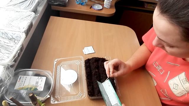 Посадка семян петуний без оболочки смотреть онлайн
