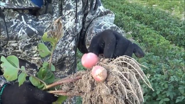 ТТ47 Болезни картофеля простым языком смотреть онлайн