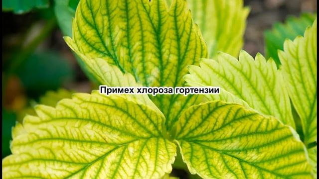 Из-за этого ХЕЛАТ ЖЕЛЕЗА НЕ ПОМОЖЕТ! Лечим пожелтение листьев правильной водой. Поливаем правильно смотреть онлайн