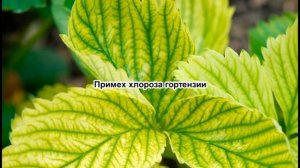 Из-за этого ХЕЛАТ ЖЕЛЕЗА НЕ ПОМОЖЕТ! Лечим пожелтение листьев правильной водой. Поливаем правильно