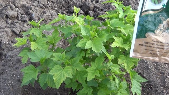 Уход за смородиной смотреть онлайн