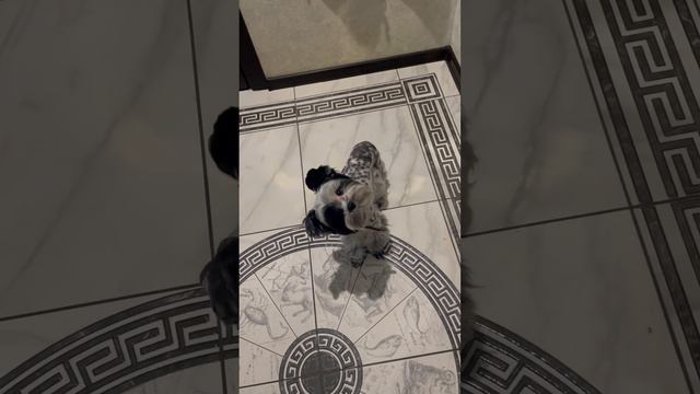 Гулять пойдем? 🤣 #напрогулку #бивер #йорк #йорик #милота #другчеловека #счастье