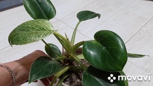 Комнатные растения/цветы. Мои неприхотливые пестролистные комнатные цветы.