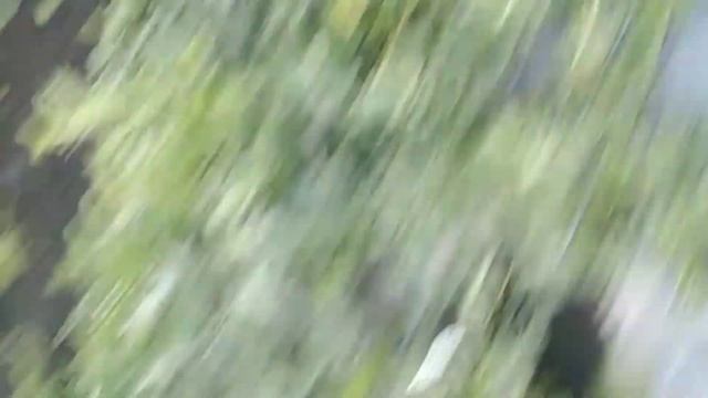 Арбузы и дыни на 26. 06.23.на Урале. на пленке. смотреть онлайн