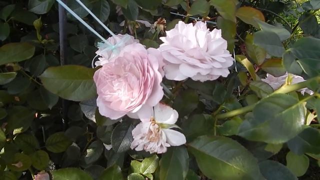 НЕИЗЛЕЧИМАЯ ЛМР НА РОЗАХ.ПРИЗНАКИ И ПРЕПАРАТЫ.Бич моего сада.