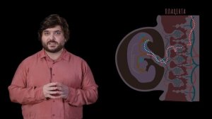 Зачатие, беременность, роды и взросление. Физиология человека — урок 25. (12+)