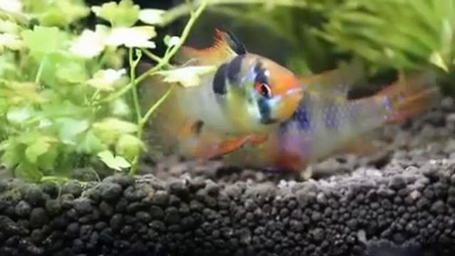 Mikrogeophagus ramirezi, spawning / Апистограмма Рамирези, нерест смотреть онлайн