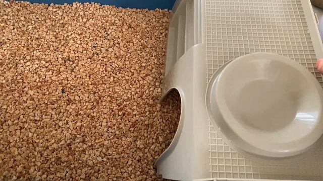 БОЛЬШАЯ УБОРКА В КЛЕТКЕ У КРЫС? смотреть онлайн