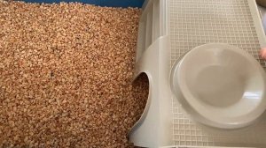 БОЛЬШАЯ УБОРКА В КЛЕТКЕ У КРЫС?