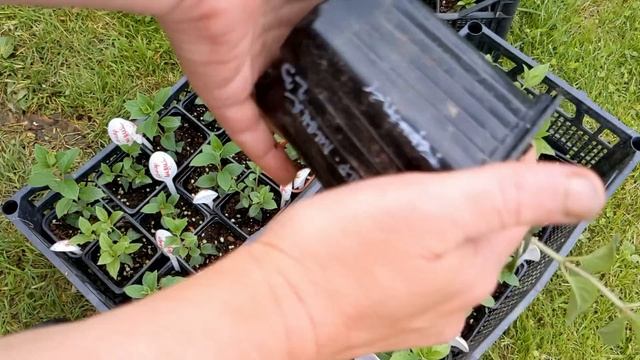 Гортензии в опасности! Как избавиться от паутинного клеща?/Самарская Лидия после переезда в р9 смотреть онлайн