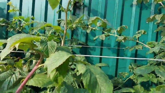 Вирусная мозаика малины смотреть онлайн