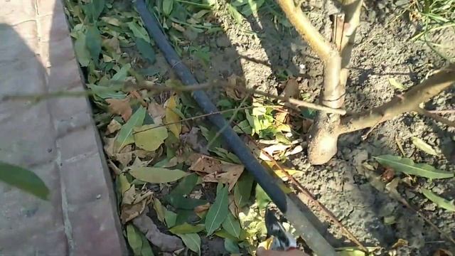 Осенняя формирующая обрезка деревьев: Персика, Абрикоса, Груши, Черешни, Яблони колоновидной. смотреть онлайн