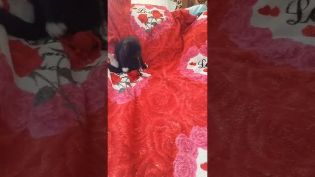 Котенок. смотреть онлайн