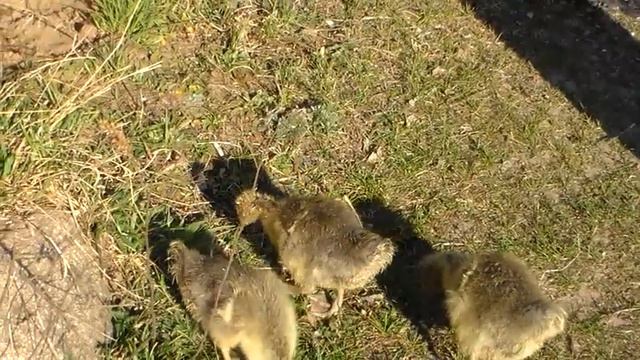 Пасем гусяток крупной серой смотреть онлайн